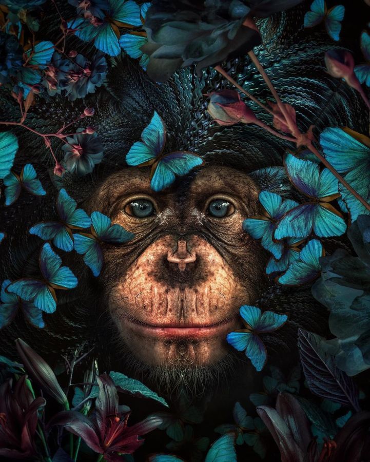 digital photo manipulation chimp by marcel van luit