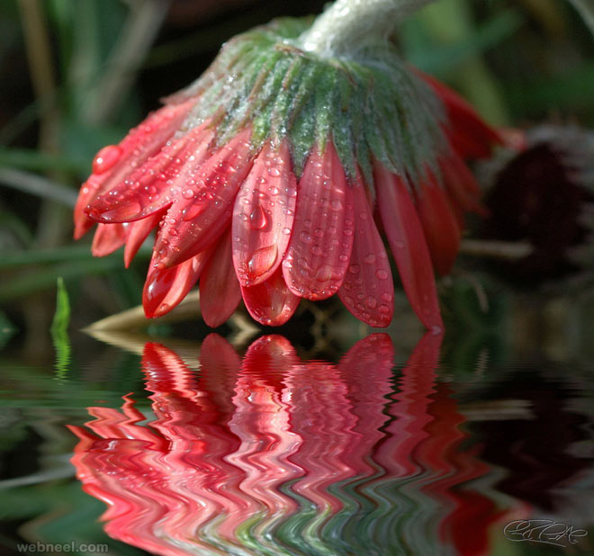 flower water reflection photography