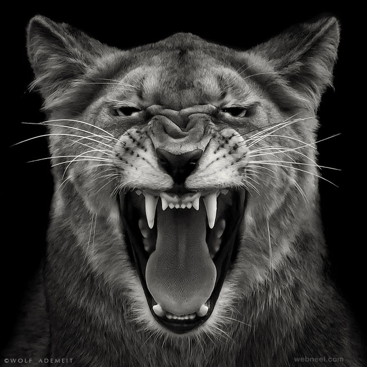 Animal Black And White Photography By Wolf Ademeit 20 - Full Image