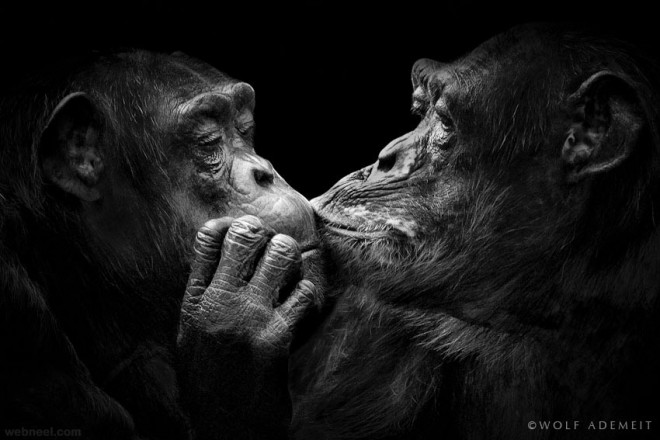 animal kissing black and white photography by wolf ademeit