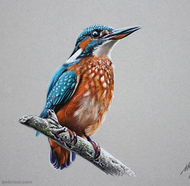 kingfisher realistic drawing by marcello barenghi