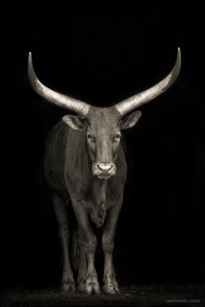 animal black and white photography by mario moreno