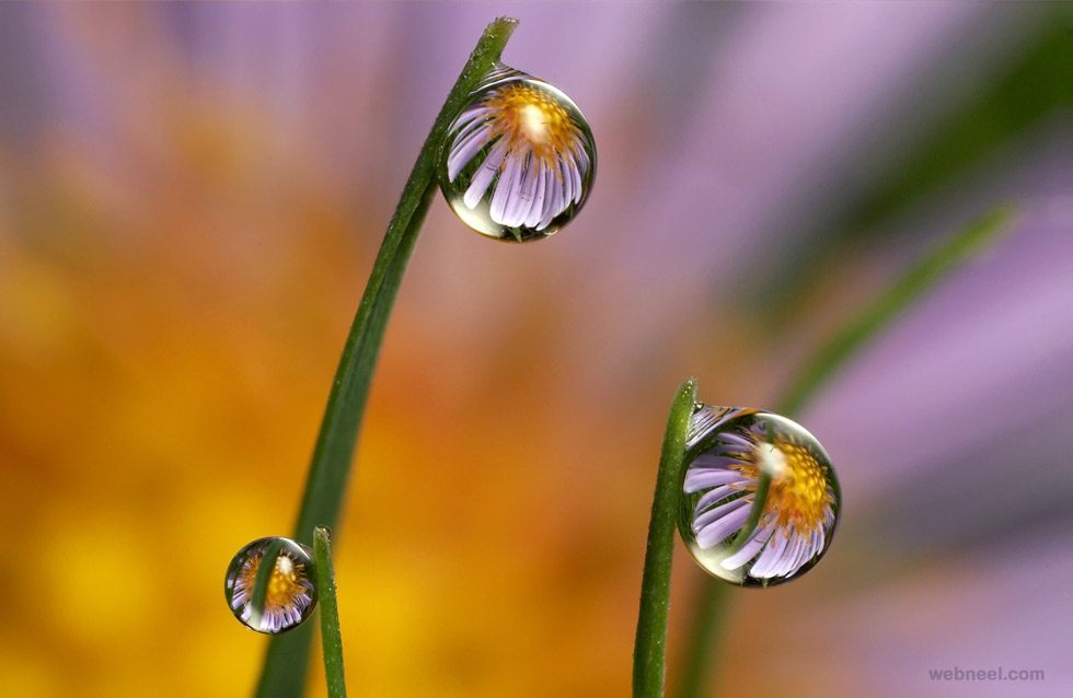 flower water drop reflection photography