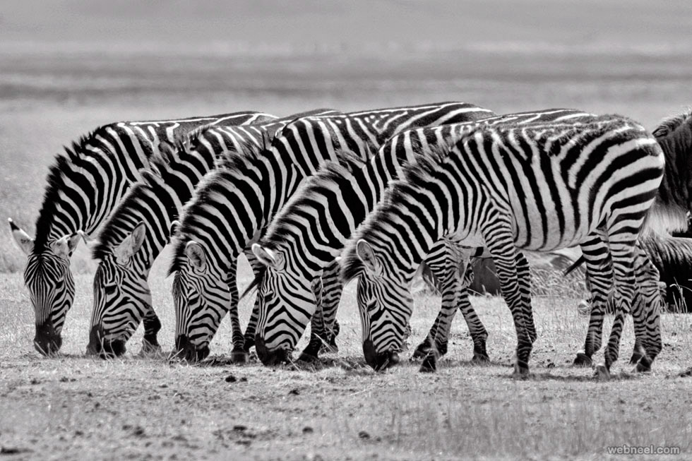 zebras black and white photography by tim allen