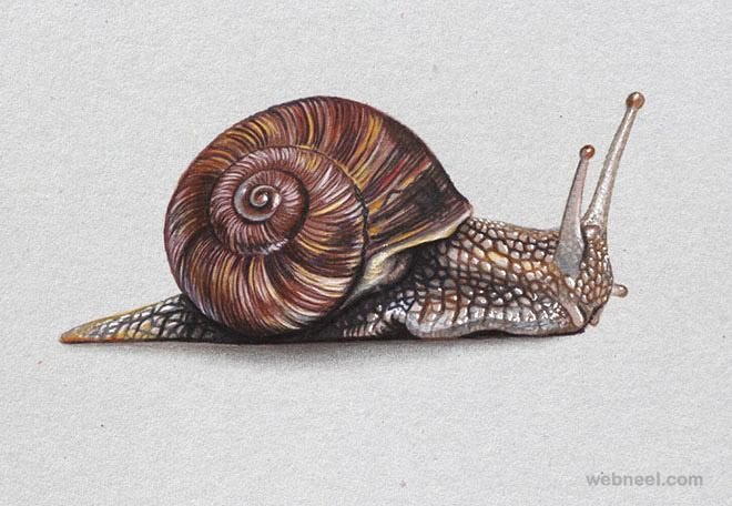 snail realistic drawing by marcello barenghi