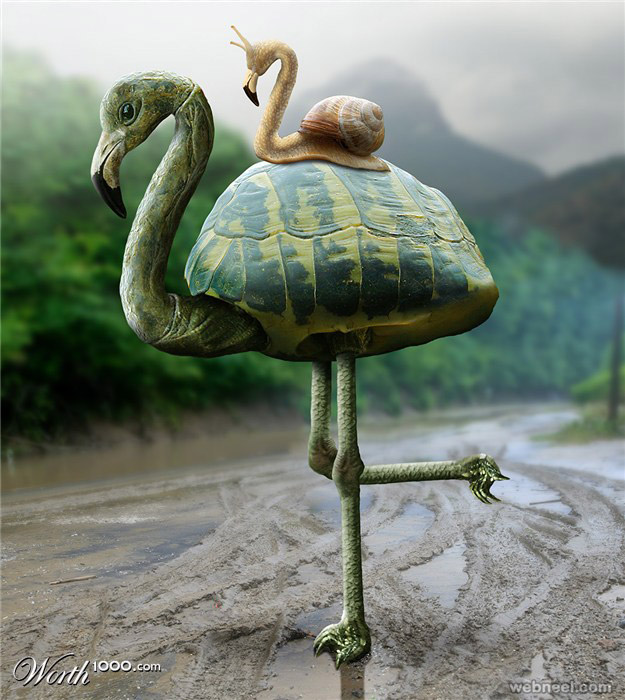 turtle flamingo photo manipulation nenad marinkovic