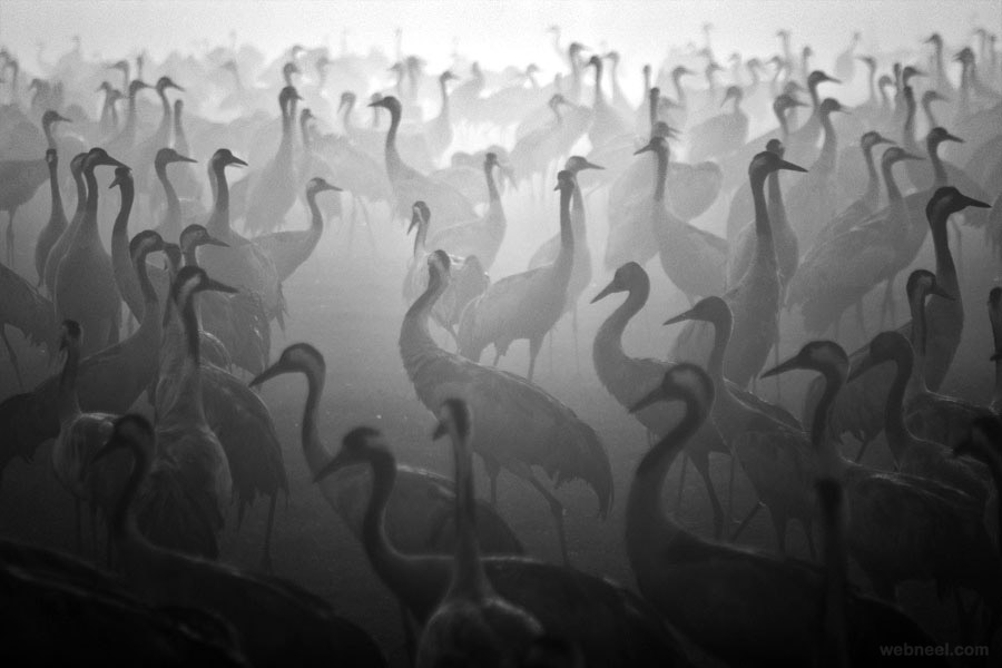 birds black and white photography