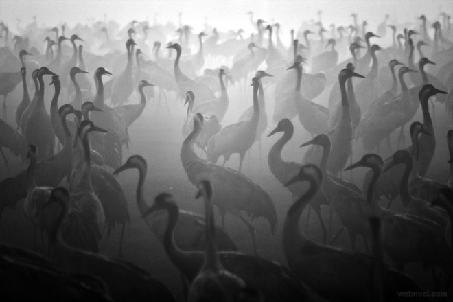 birds black and white photography by cohen