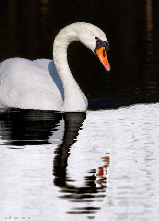 swan reflection photography by selimovic