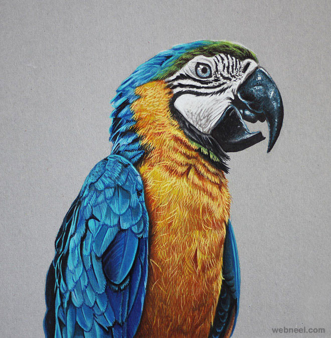 macaw realistic drawing by marcello barenghi