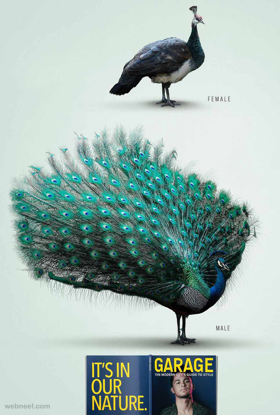best ads peacock birds magazine