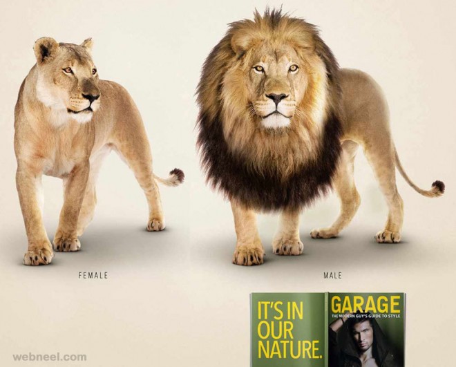 best ads garagelion male lion animals