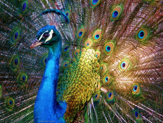 beautiful peacock photo by andrew eisnor