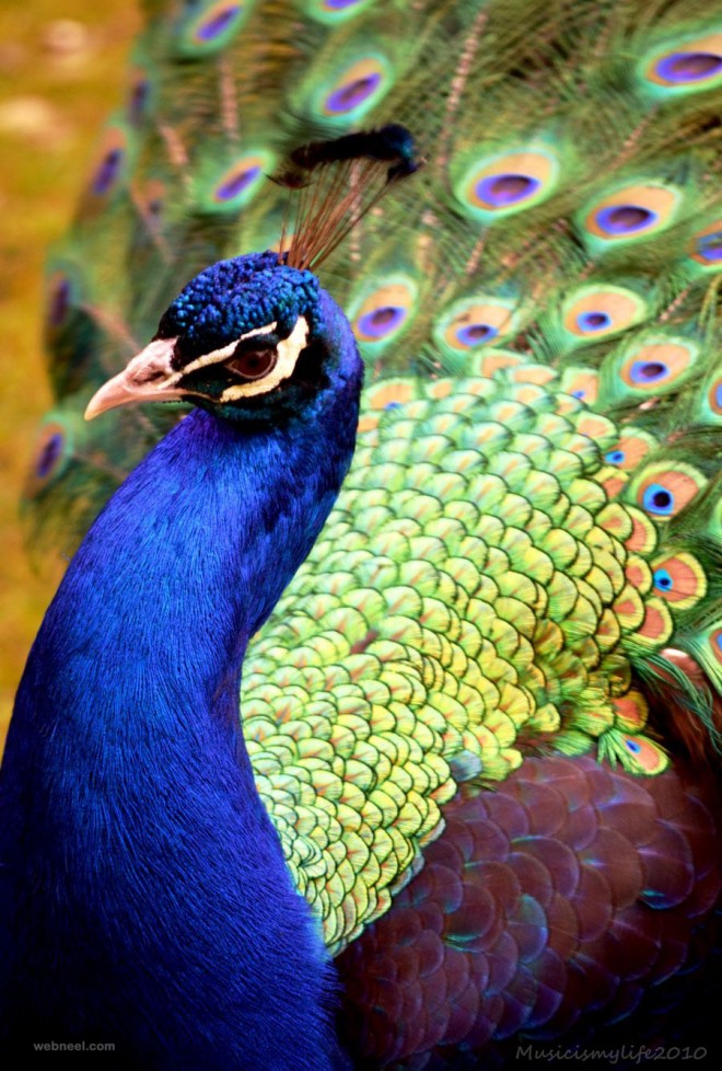 beautiful peacock photo by musicismylife