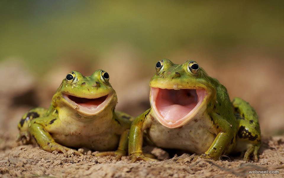 frog wildlife photography