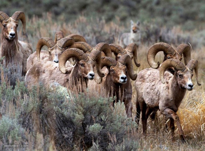 sheep wildlife photography by yellowstone