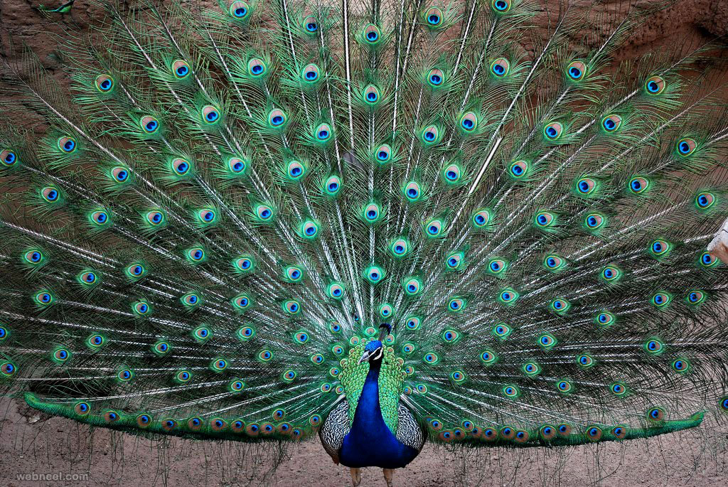 beautiful peacock feather photo