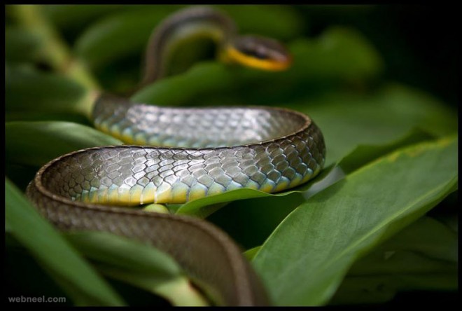 snake wildlife photography