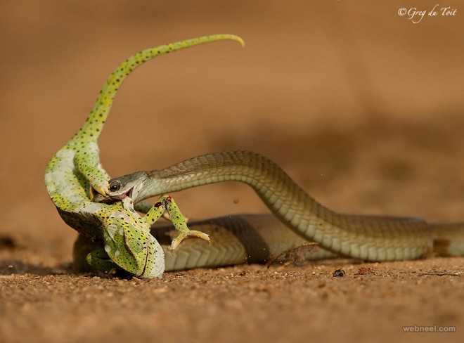 snake wildlife photography by gregdutoit