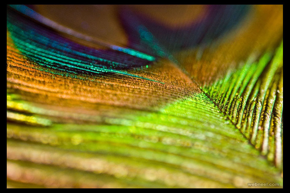 peacock feather by stevieboy84