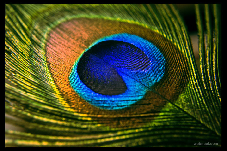 peacock feather by eternallyenvious