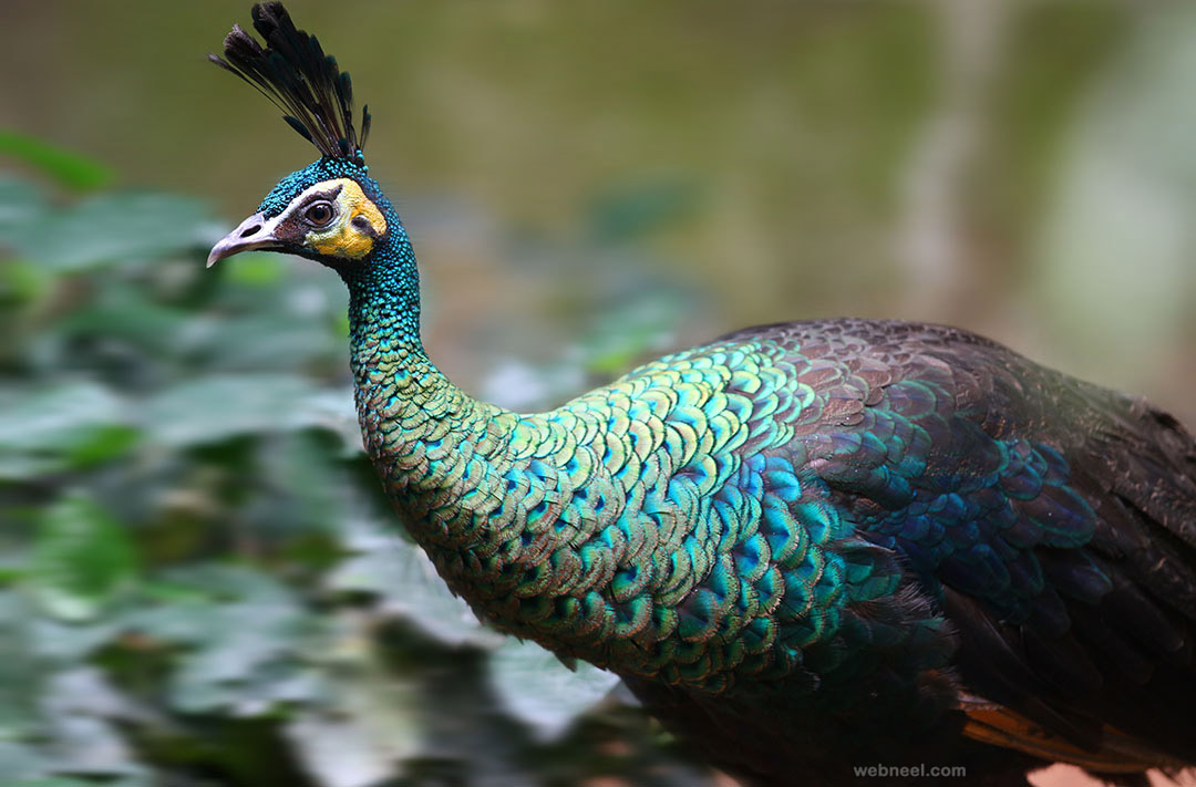 beautiful peacock picture