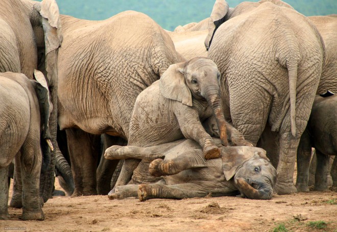 africa elephant wildlife photography by piccaya