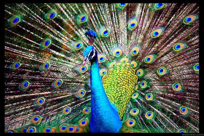 beautiful peacock photo by redrosepetals