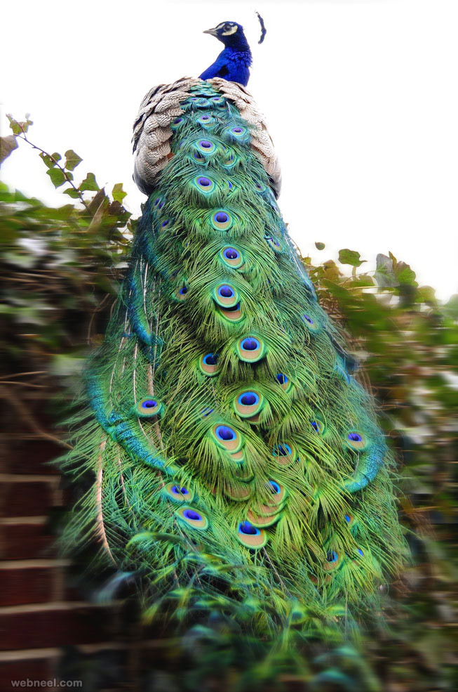 beautiful peacock picture