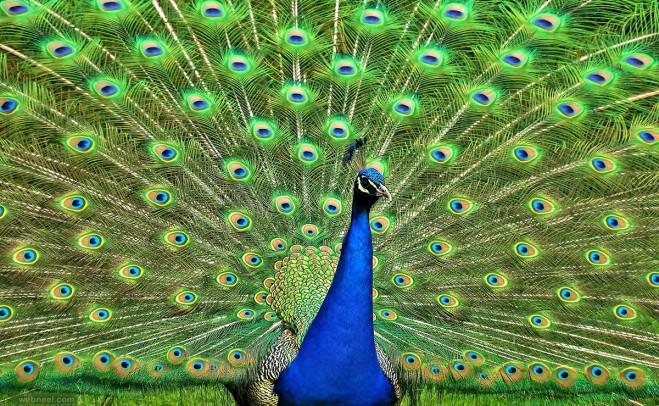 beautiful peacock photography