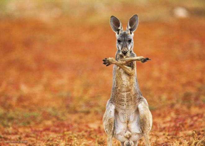 kangaroo wildlife photography