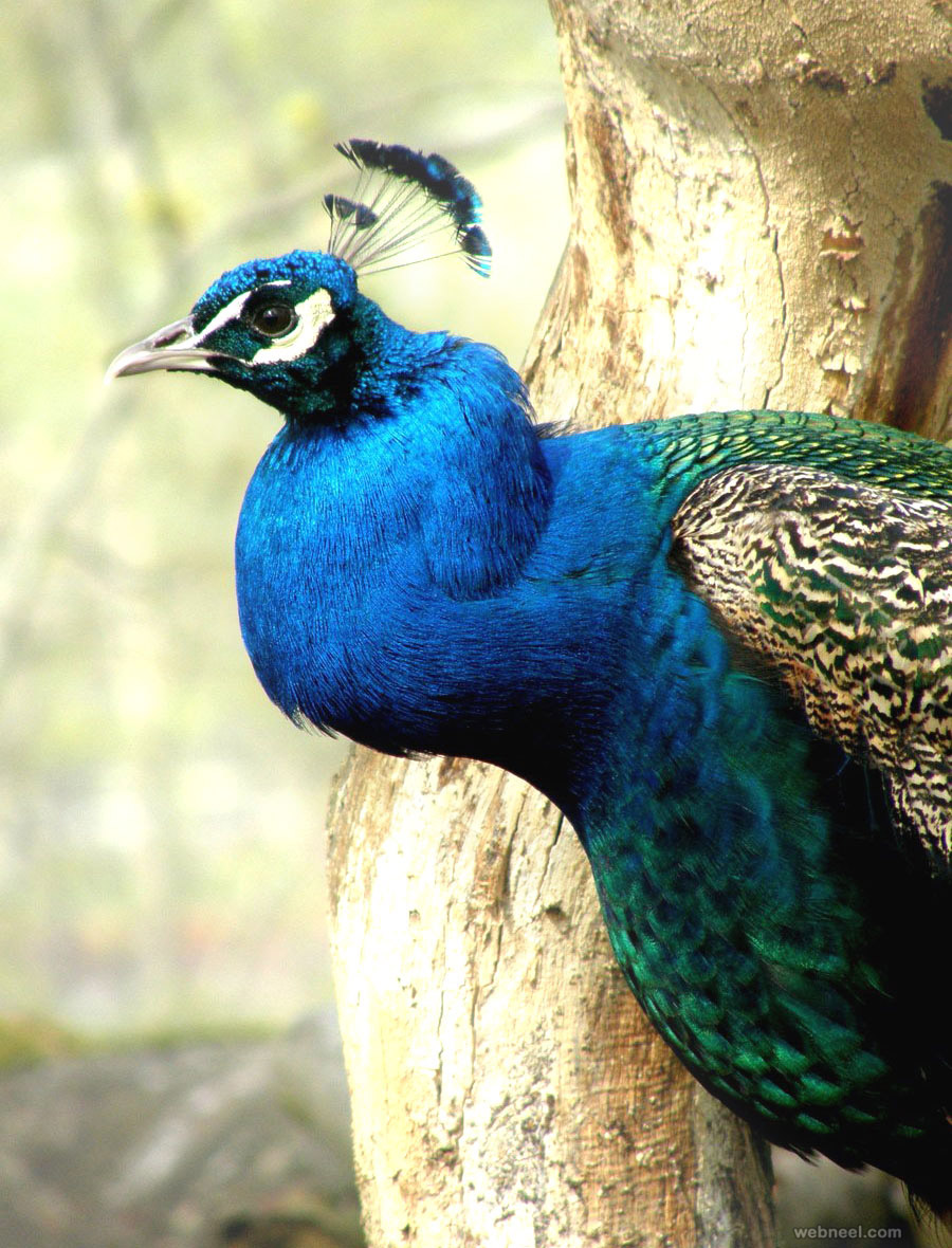 beautiful peacock photo by ishmakey