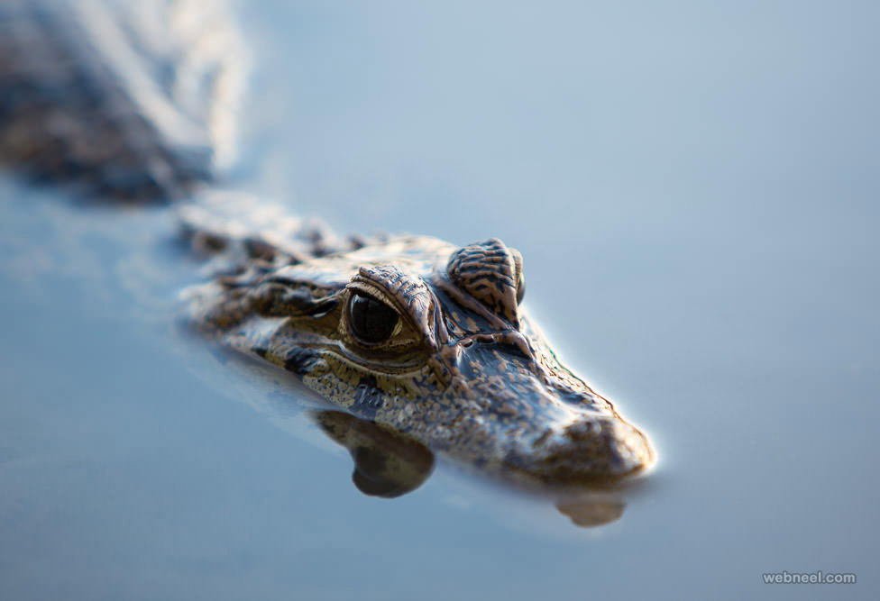 crocodile wildlife photography