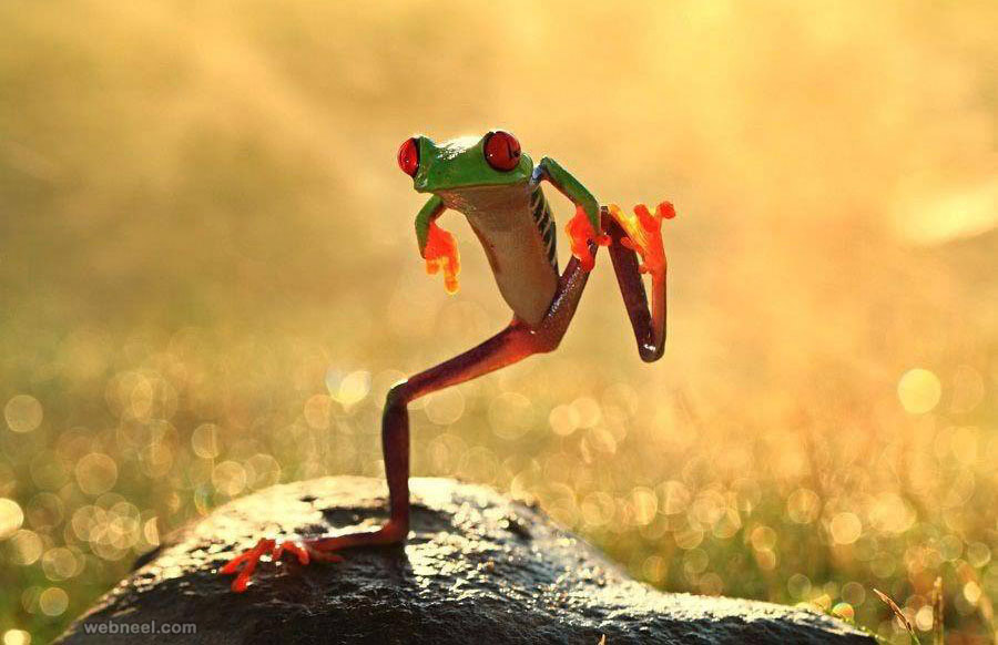 frog jumping wildlife photography