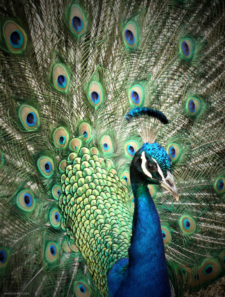 beautiful peacock photo by androidkitteh