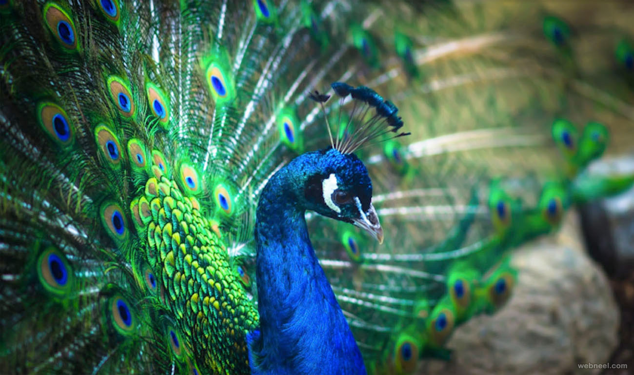 beautiful peacock feather