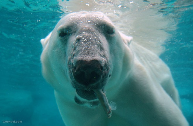 polar bear wildlife photography
