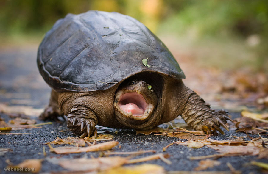 tortoise wildlife photography