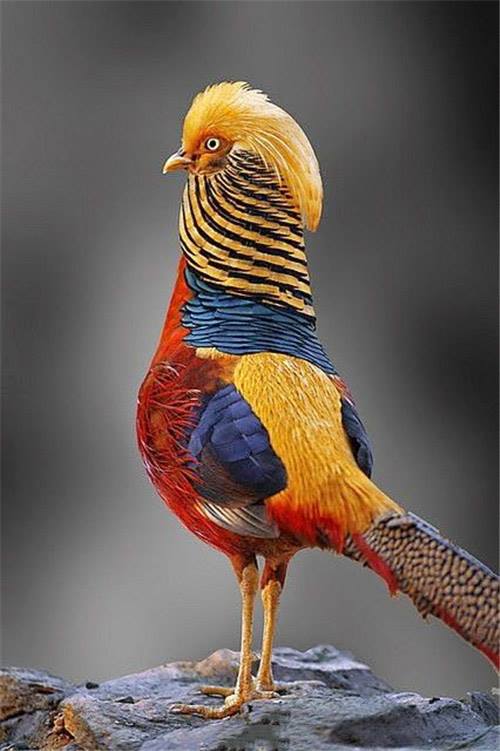 colorful bird photography by froy kantida
