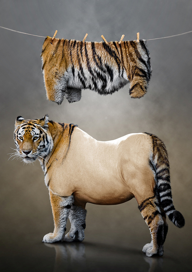 tiger manipulation photoshop undressed photography kamil smala dress funny animals animal creative composites inspirationde behance clothes foto hanging dimension larger