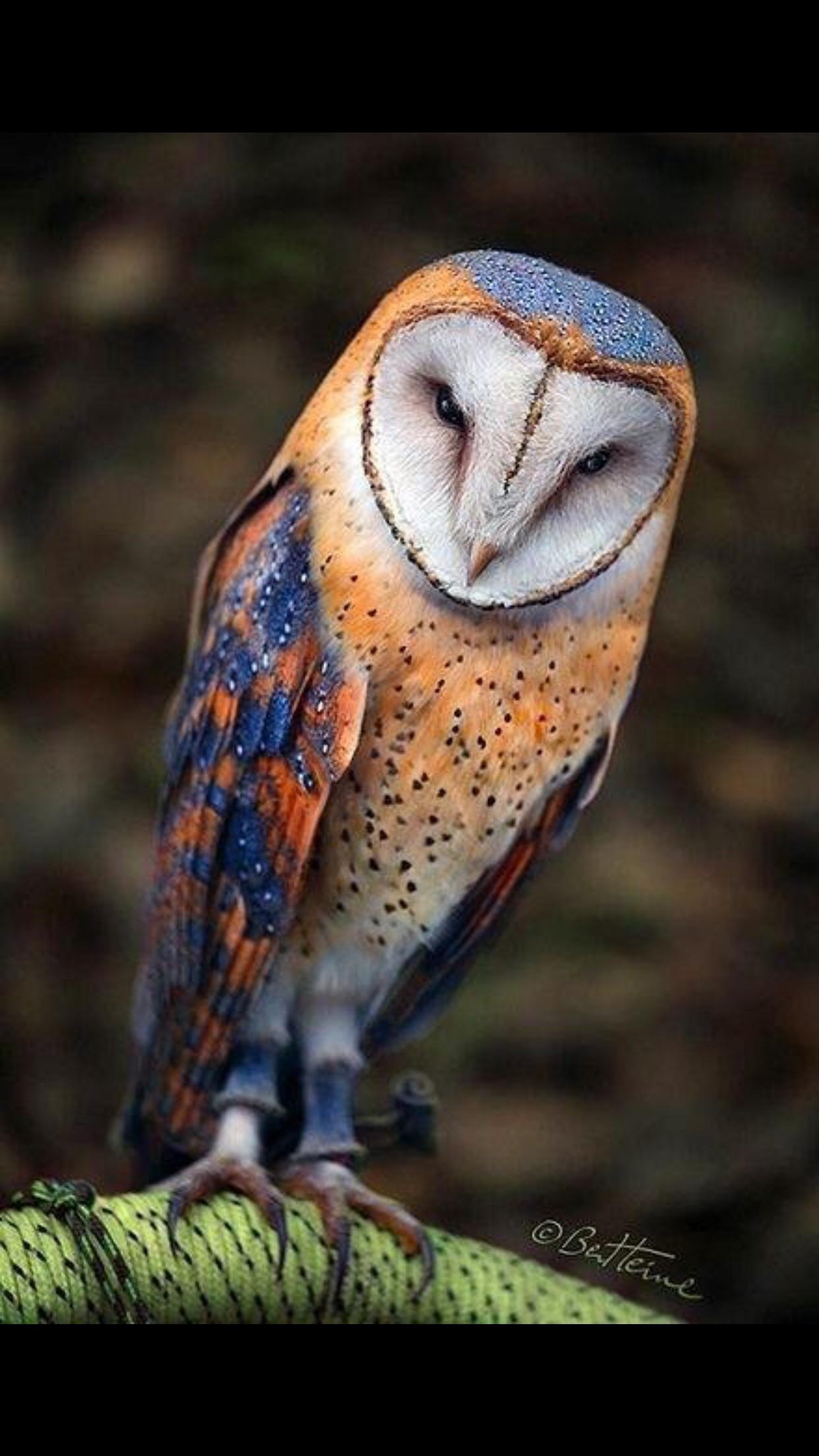 bird photography barn owl by ben heine