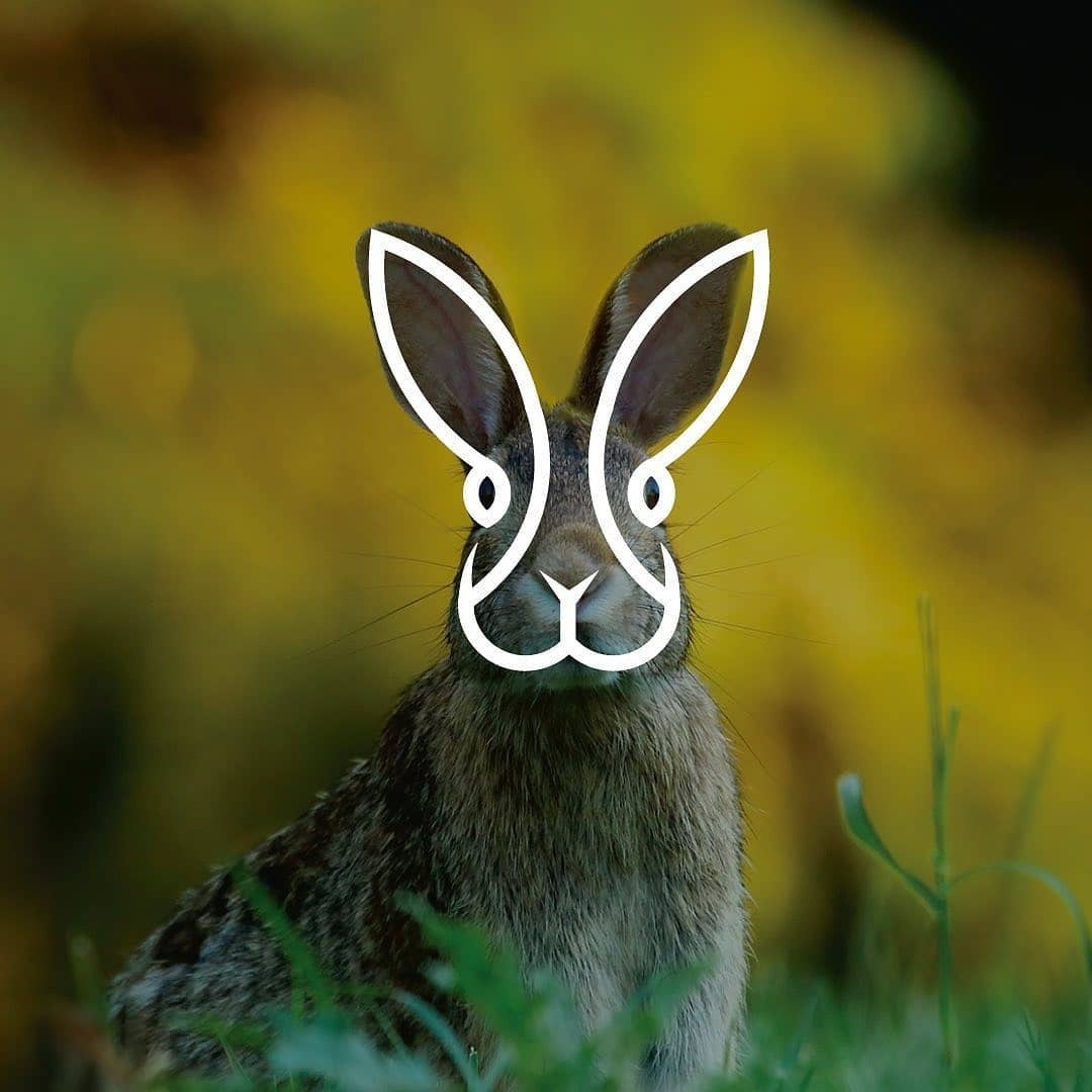 animal logo design rabbit