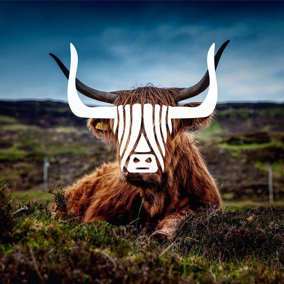 animal logo design yak