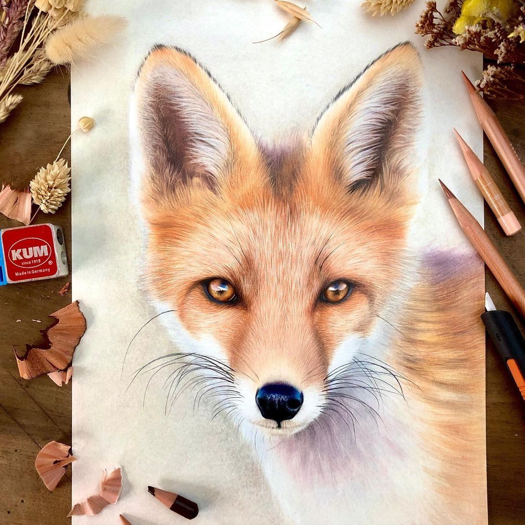 animal drawing fox by vreni sittler