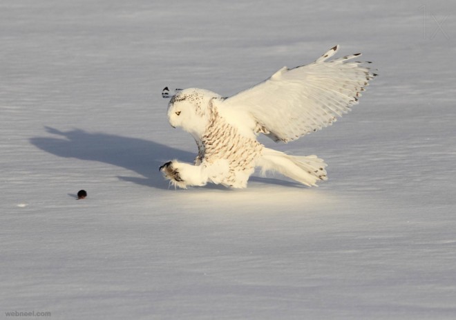 snowy owl mouse photography by akihiroasami