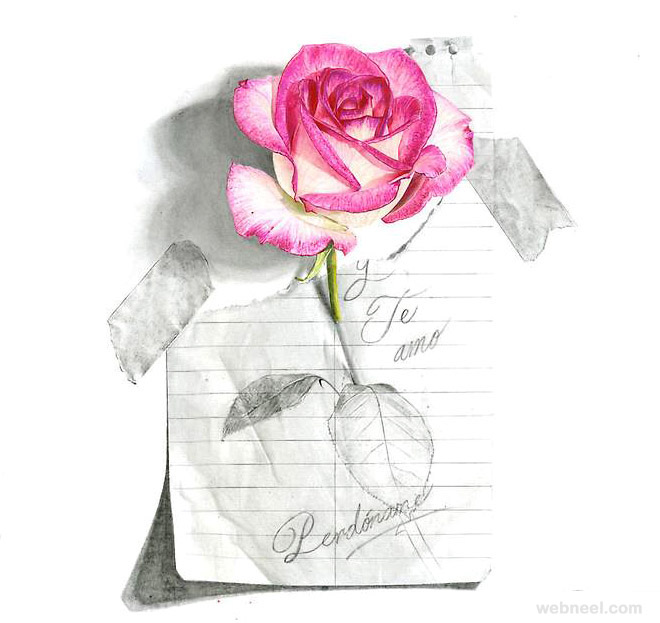 rose realistic color pencil drawing by abraham falcon