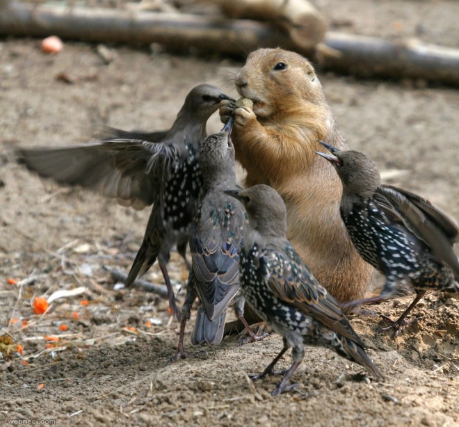 birds food fight photography by tad