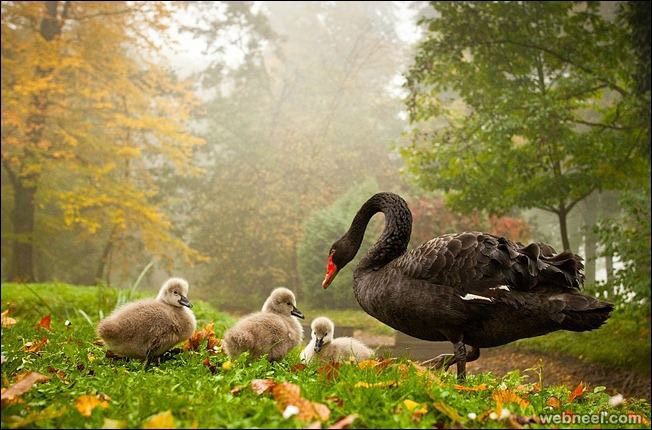 beautiful bird family by adamec