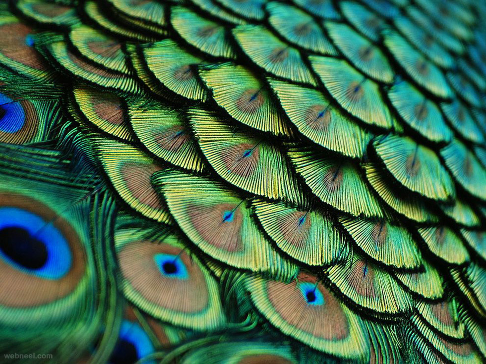 peacock feathers photography