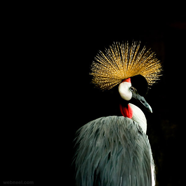 bird photography by padika